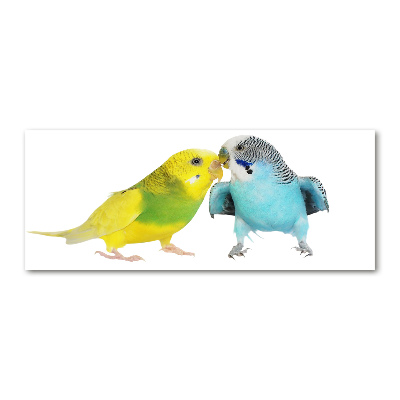 Akrilkép Budgies