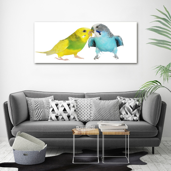 Akrilkép Budgies