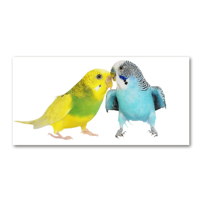 Akrilkép Budgies