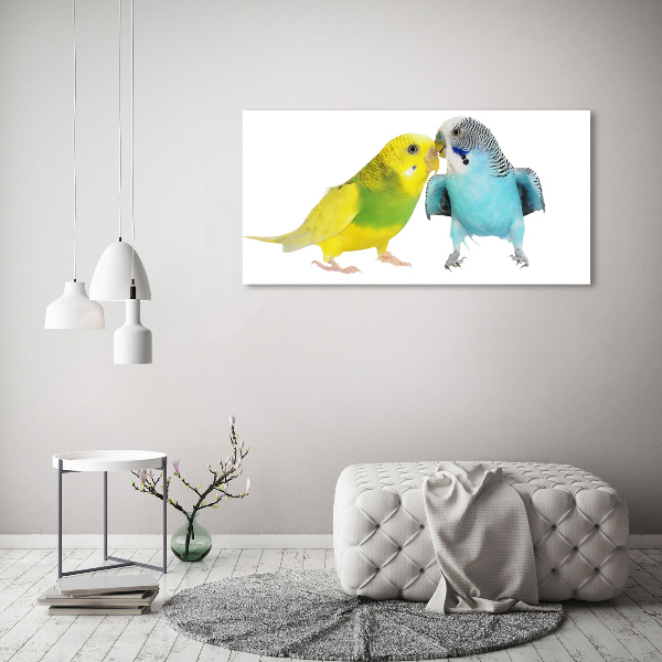 Akrilkép Budgies