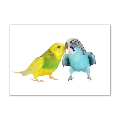 Akrilkép Budgies