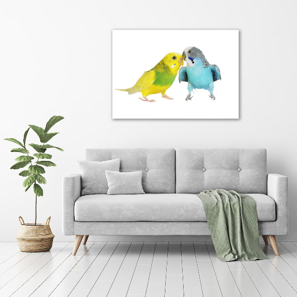 Akrilkép Budgies