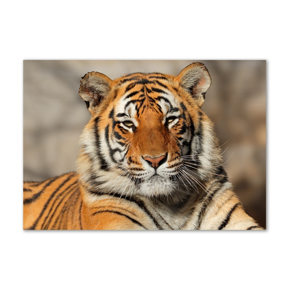 Akrilkép Bengáli tigris