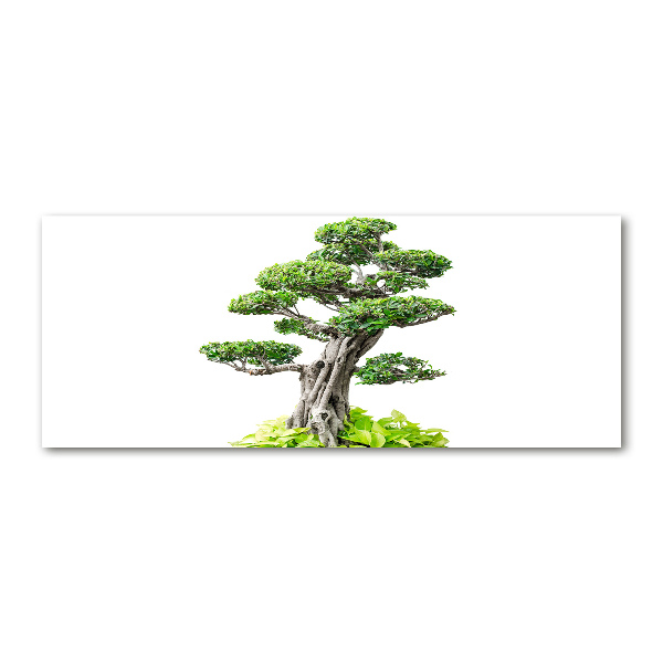 Akrilkép Bonsai fa