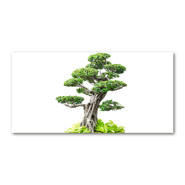 Akrilkép Bonsai fa