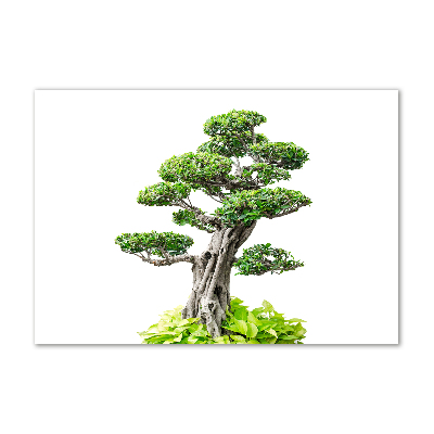 Akrilkép Bonsai fa