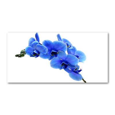 Akrilkép Kék orchidea