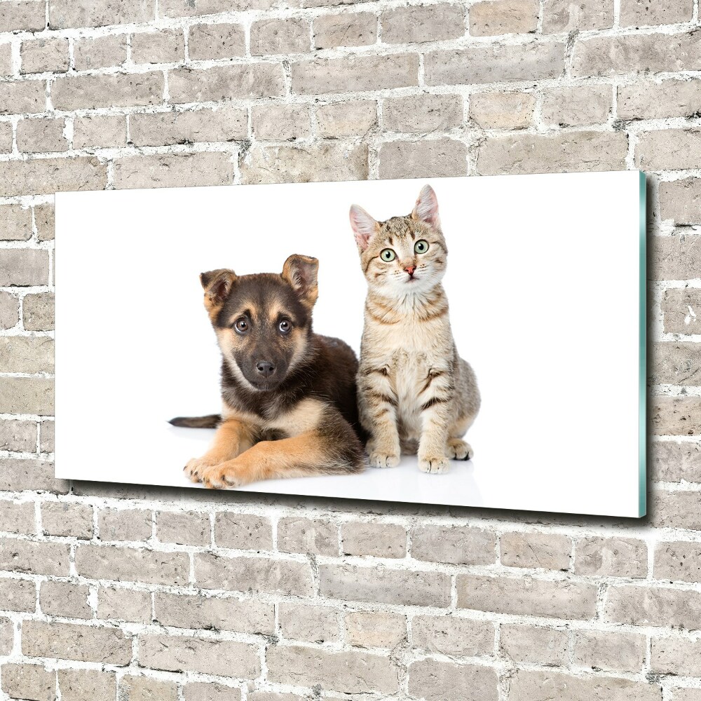 Akrilkép Kutya és macska