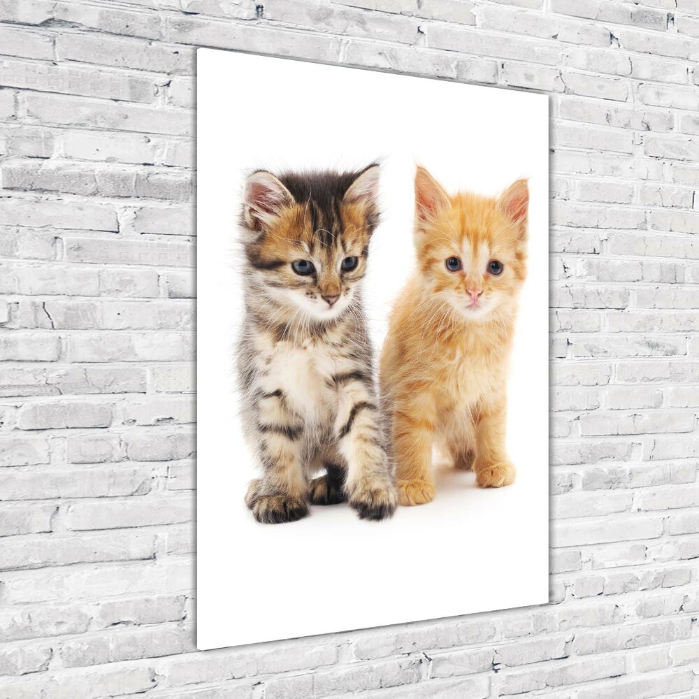 Akrilkép Szürke és vörös macska