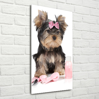 Akrilkép Yorkshire kozmetikumok