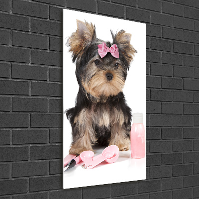 Akrilkép Yorkshire kozmetikumok