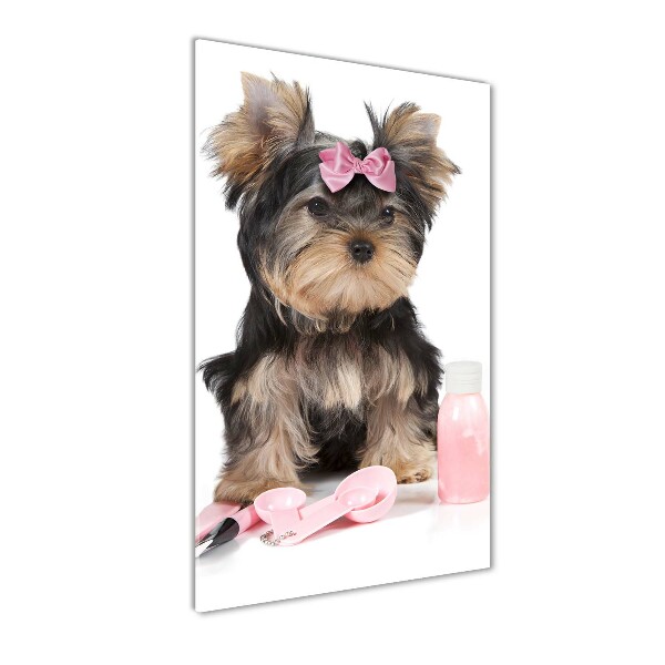 Akrilkép Yorkshire kozmetikumok