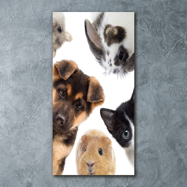 Akrilkép Háziállatok