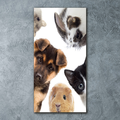 Akrilkép Háziállatok
