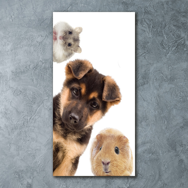 Akrilkép Háziállatok