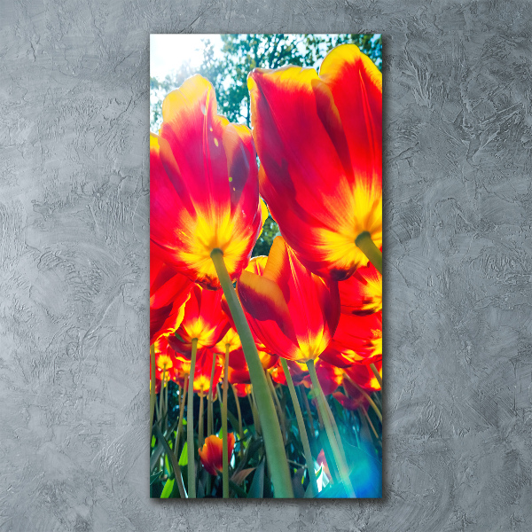 Akrilkép Piros tulipánok