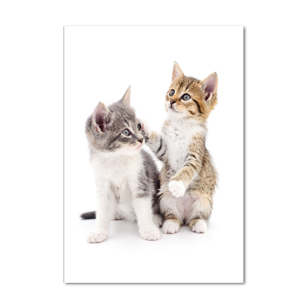 Akrilkép Két kis macska