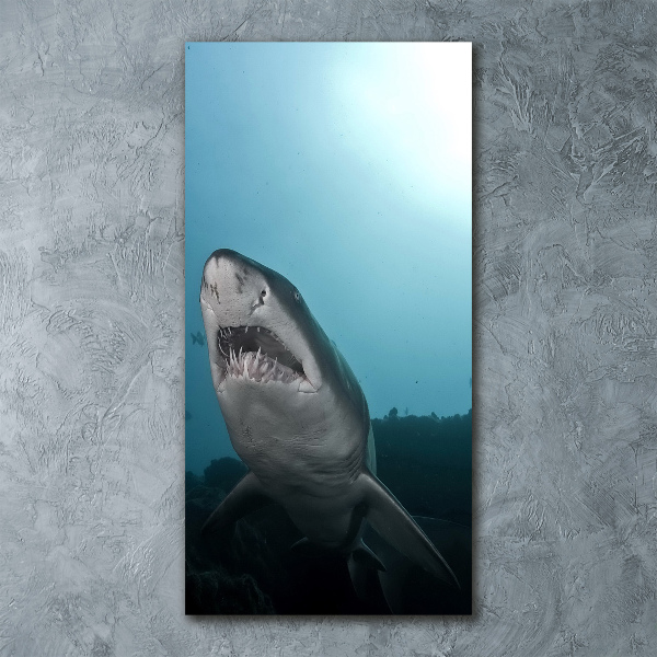Akrilkép Nagy cápa