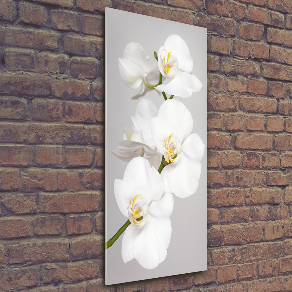 Akrilkép Fehér orchidea