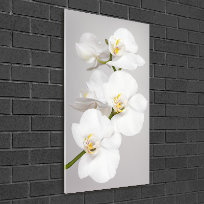 Akrilkép Fehér orchidea