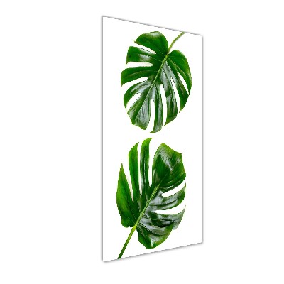 Akrilkép Monstera