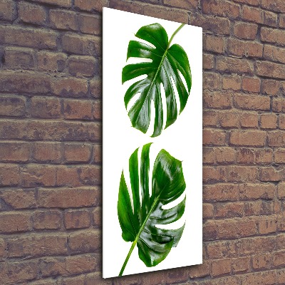 Akrilkép Monstera