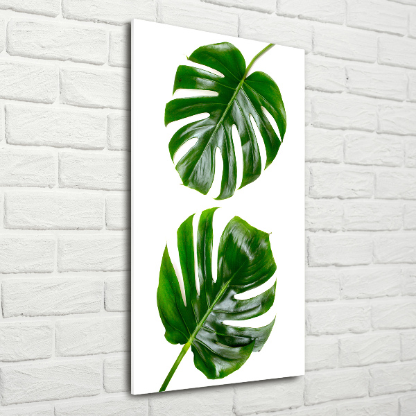 Akrilkép Monstera