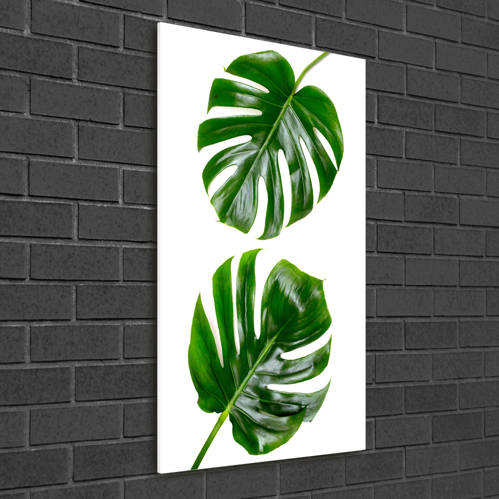 Akrilkép Monstera