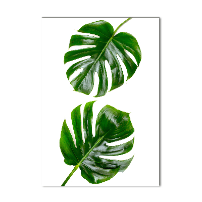 Akrilkép Monstera