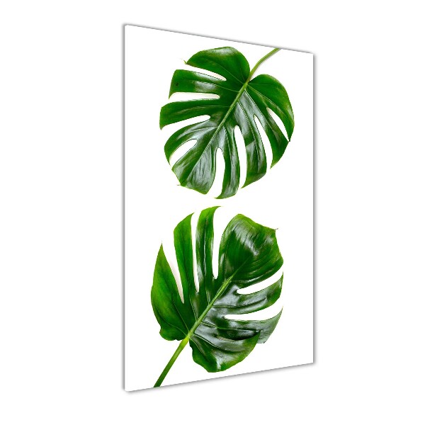 Akrilkép Monstera