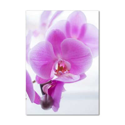 Akrilkép Rózsaszín orchidea