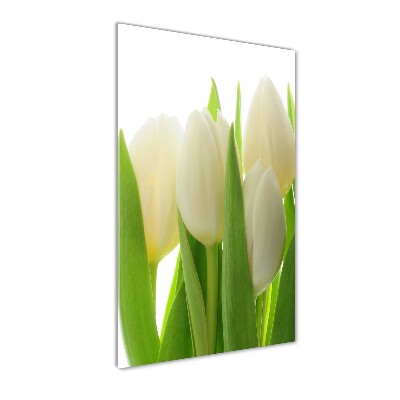 Akrilkép Fehér tulipán