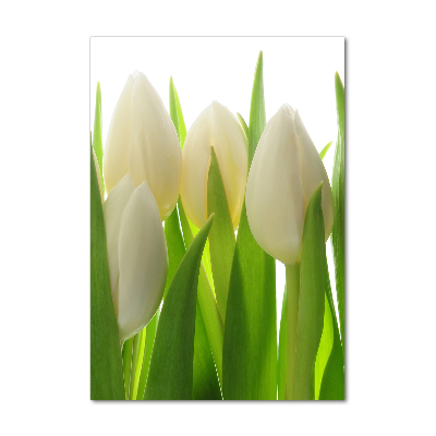 Akrilkép Fehér tulipán