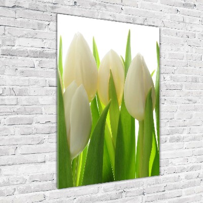 Akrilkép Fehér tulipán