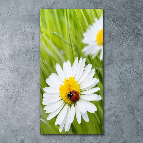 Akrilkép Margaréták