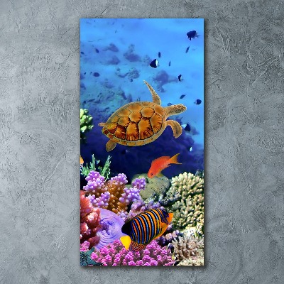 Akrilkép Korallzátony