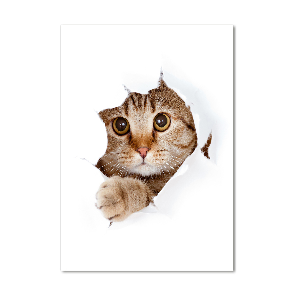Akrilkép Macska