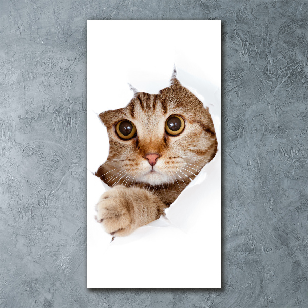Akrilkép Macska