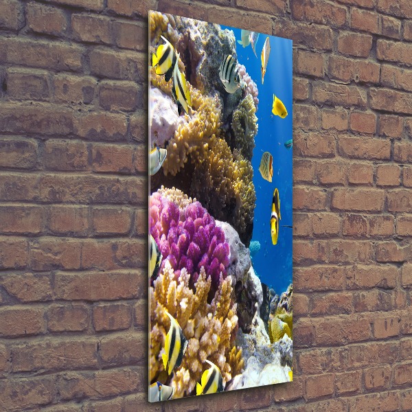 Akrilkép Korallzátony