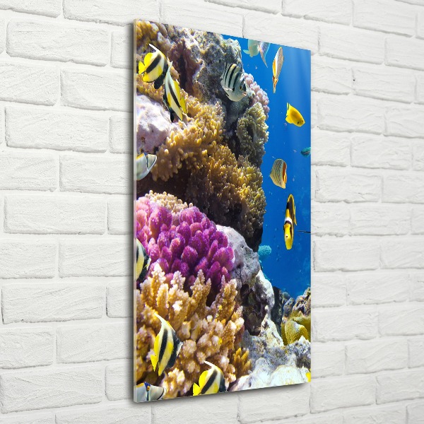 Akrilkép Korallzátony