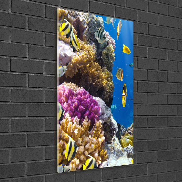 Akrilkép Korallzátony