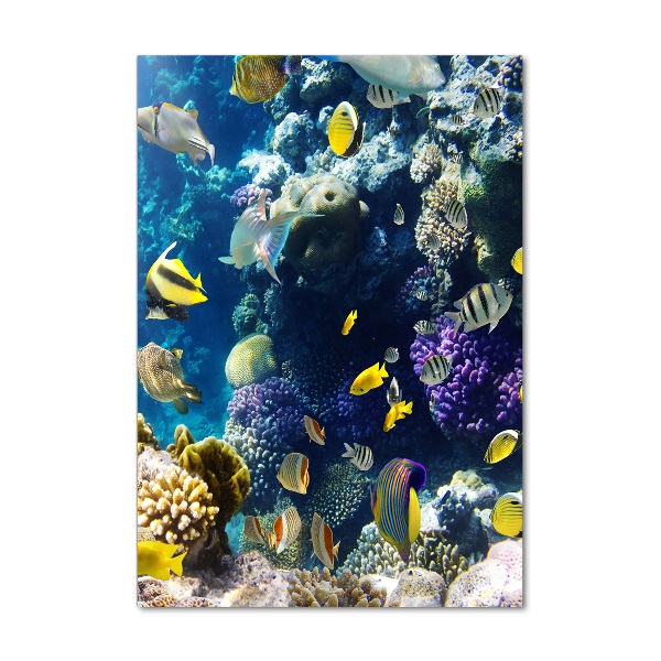 Akrilkép Korallzátony