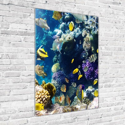 Akrilkép Korallzátony