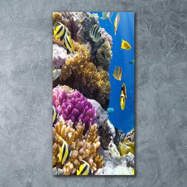 Akrilkép Korallzátony