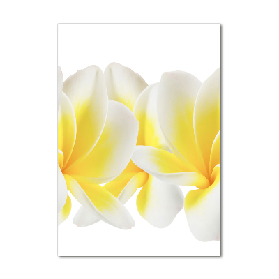 Akrilkép Plumeria