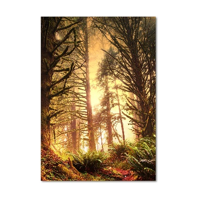 Akril üveg kép Az esőerdő