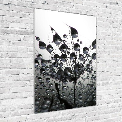 Akrilkép Pitypang magok