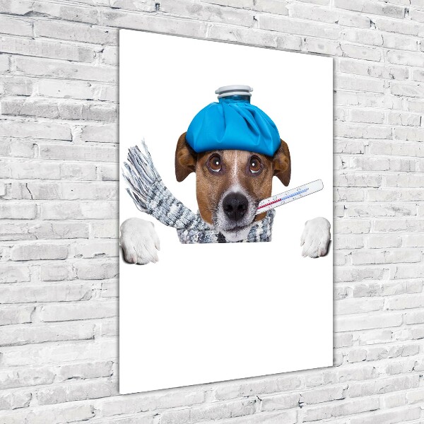 Akrilkép Beteg kutya