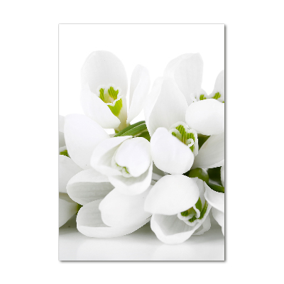 Akrilkép Fehér hóvirág