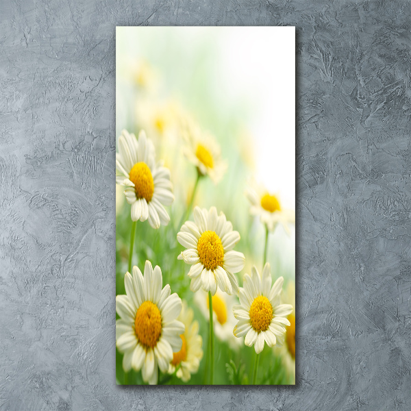 Akrilkép Margaréták